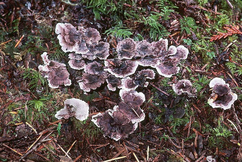 Phellodon melaleucus